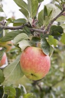 Apple - Malus domestica 'James Grieve'