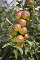 Apple - Malus domestica 'Queen Cox'