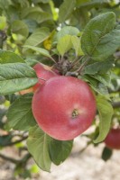 Apple - Malus domestica 'Red Devil'