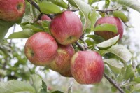 Apple - Malus domestica 'Jonagored'