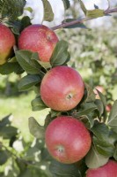 Apple - Malus domestica 'Red Windsor'