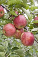 Apple - Malus domestica 'Jonagored'