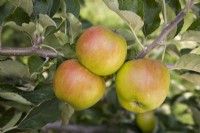 Apple - Malus domestica 'Ribston Pippin'