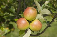 Apple - Malus domestica 'King of the Pippins'