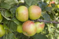 Apple - Malus domestica 'Lane's Prince Albert'