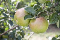 Apple - Malus domestica 'Striped Beefing'