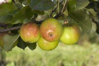 Apple - Malus domestica 'Laxton's Epicure'