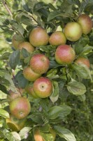 Apple - Malus domestica 'Suntan'