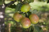 Apple - Malus domestica 'Laxton's Fortune'