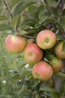 Apple - Malus domestica 'Topaz'