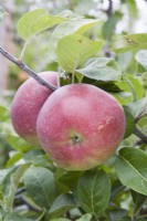 Apple - Malus domestica 'Lobo'