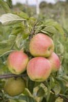 Apple - Malus domestica 'Pinova'
