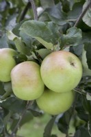 Apple - Malus domestica 'Newton Wonder'