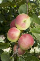 Apple - Malus domestica 'Vista-bella'