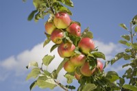 Apple - Malus domestica 'Early Windsor' syn. 'Alkmene', 'Ceeval'