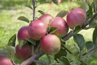 Apple - Malus domestica 'William Crump'