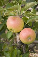Apple - Malus domestica 'James Grieve'