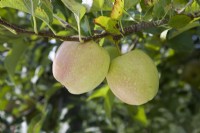 Apple - Malus domestica 'Golden Delicious'