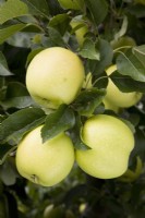 Apple - Malus domestica 'Greensleeves'