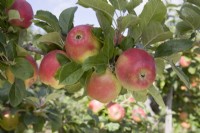 Apple - Malus domestica 'Early Windsor' syn. 'Alkmene', 'Ceeval'