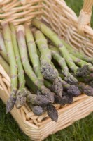 Asparagus officinalis 'Mondeo'