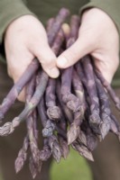 Asparagus officinalis 'Stewarts Purple'