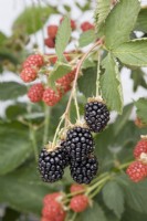 Blackberry - Rubus fruticosus 'Apache'