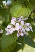 Blackberry blossom - Rubus fruticosus 'Chester'