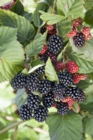 Blackberry - Rubus fruticosus 'Chester'