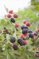 Blackberry - Rubus fruticosus 'Loch Tay'