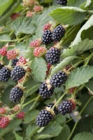 Blackberry - Rubus fruticosus 'Navaho'