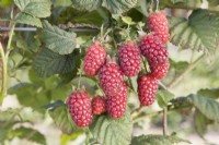 Tayberry - Rubus Tayberry