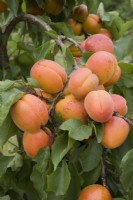 Apricot - Prunus armeniaca 'Tomcot'