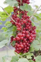 Redcurrant - Ribes rubrum 'Junifer'
