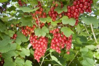 Redcurrant - Ribes rubrum 'Jonkheer van Tets'