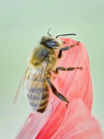 Apis mellifera - Honey bee on dahlia petal