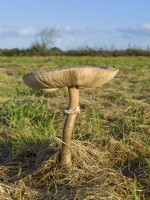 Macrolepiota procera - Parasol mushroom in pasture