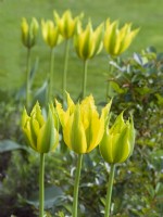 Tulipa - 'Green Mile'