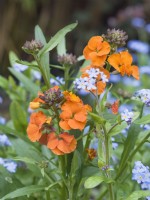 Erysimum 'Apricot Delight' - Perennial Wallflower with Myosotis sylvatica -forget-me-not