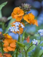 Erysimum 'Apricot Delight' - Perennial Wallflower with Myosotis sylvatica -forget-me-not