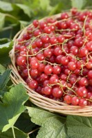 Picked Redcurrants - Ribes rubrum 'Jonkheer van Tets'