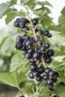Blackcurrant - Ribes nigrum 'Ben Gairn'