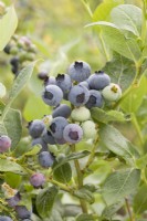 Blueberry - Vaccinium corymbosum 'Duke'
