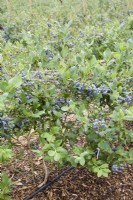 Blueberry - Vaccinium corymbosum 'Duke'