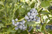 Blueberry - Vaccinium corymbosum 'Patriot'