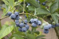 Blueberry - Vaccinium corymbosum 'Spartan'