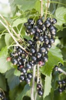 Blackcurrant - Ribes nigrum 'Ben Tirran'