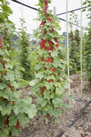 Cordon Redcurrant - Ribes rubrum 'Minnesota 71'