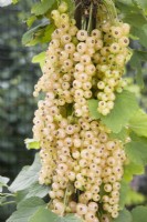 Whitecurrant - Ribes rubrum 'Blanka'