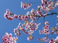 Prunus incisa 'Oshidori' - Ornamental Cherry  Spring  April